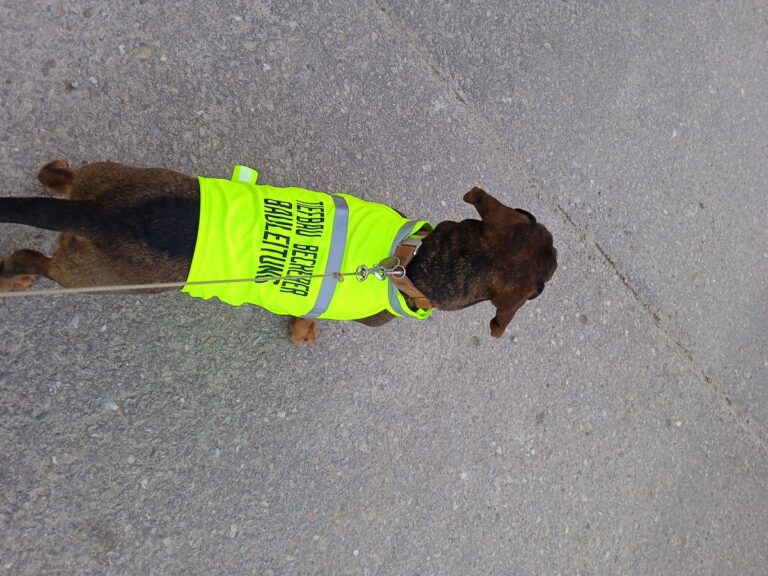 Firmenhund mit Warnweste der Becherer Tiefbau GmbH – Baustellensicherheit